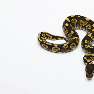 Phantom Yellow Belly Ball Python or Royal Python -Python regius-, male