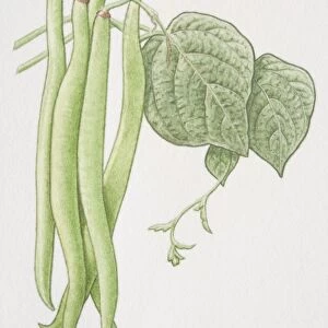 Phaseolus vulgaris, French Bean, green pods on plant