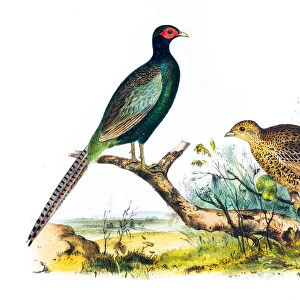Pheasant birds illustration 1856