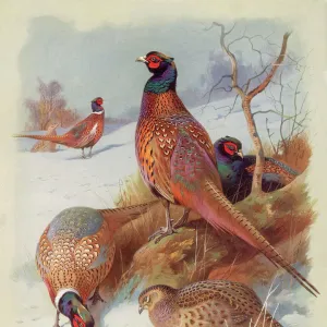 Pheasant Family