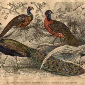 Pheasant Family Pheasant Family