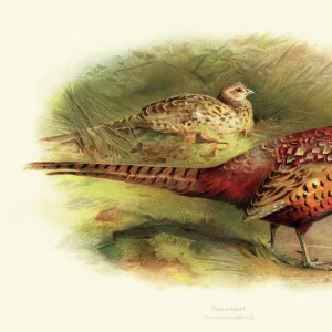 Pheasant illustration 1900