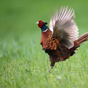Pheasant -Phasianus colchicus-, courting cock, Lower Austria, Austria