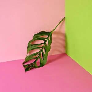 Philodendron leaf leaning in corner of color-blocked background