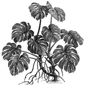 Philodendron (philodendron pertusum)