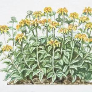 Phlomis fruticosa, Jerusalem Sage, densely branched shrub with yellow flowers