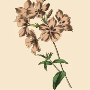 Phlox or Flame Flower Plant, Victorian Botanical Illustration Phlox or Flame Flower Plant, Victorian Botanical Illustration