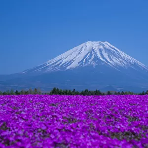 Phlox and Mt. Fuji