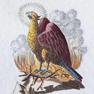 Phoenix, hand-colored copper engraving from childrens picture book by Friedrich Justin Bertuch