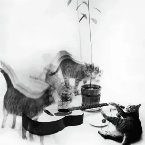 Photo Montage of Cats and Guitar in the 1950's