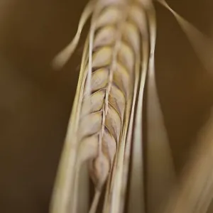Photograph of Barley Photograph of Barley