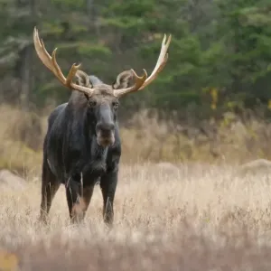 Moose