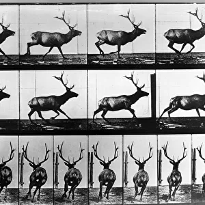 19th Century Photographers Photographic Print Collection: Eadweard Muybridge (1830-1904)