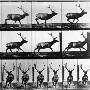 19th Century Photographers Poster Print Collection: Eadweard Muybridge (1830-1904)