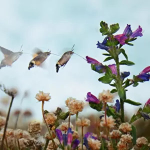 Photos Butterfly hummingbird hawk-moth (Macroglossum stellatarum). Sequence