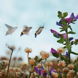 Photos Butterfly hummingbird hawk-moth (Macroglossum stellatarum). Sequence Photos Butterfly hummingbird hawk-moth (Macroglossum stellatarum). Sequence
