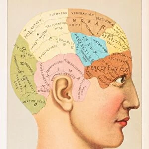 Phrenology Anatomy illustration 1891
