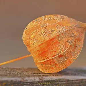 Physalis peruviana Print