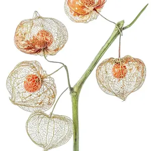 Physalis Franchetii Print Physalis Franchetii Print