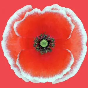Picotee Poppy Picotee Poppy