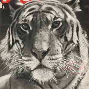Picture Post Tiger Picture Post Tiger