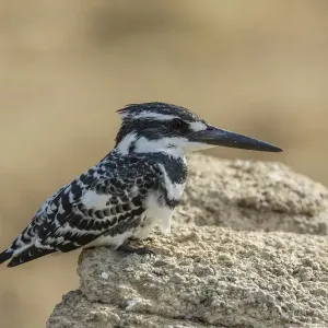 Pied Kingfisher Print, Chambal River, Rajasthan Pied Kingfisher Print, Chambal River, Rajasthan