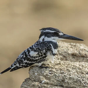 Pied Kingfisher -Ceryle rudis-, Chambal River, Rajasthan, India