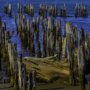 Pier Post Print in Decay