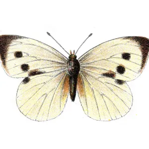 Pieris Brassicae, Large White Butterfly