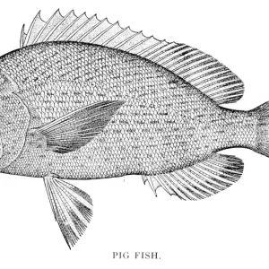 Pig fish engraving 1898 Pig fish engraving 1898