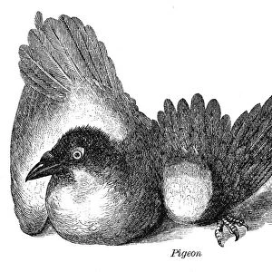 Pigeon dove engraving anatomy 1872