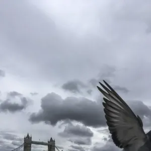 A pigeon flying past London bridge A pigeon flying past London bridge