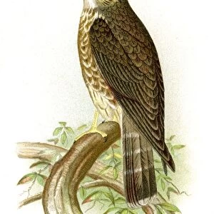 Pigeon hawk lithograph 1897