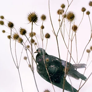 Pigeon and thistle