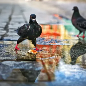 Poland Pigeons Print with Reflection in a Water Puddle Poland Pigeons Print with Reflection in a Water Puddle