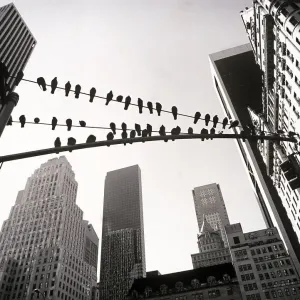 Golondrinas sentadas en cables. Golondrinas sentadas en cables.
