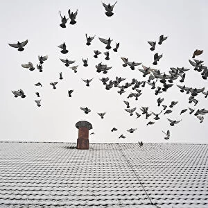 Pigeons taking flight from the snow-covered roof of a barn, Eckenhaid, Eckental, Middle Franconia, Bavaria, Germany