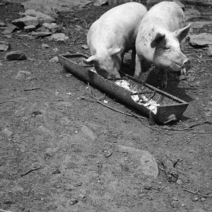 Pig's Dinner Pig's Dinner