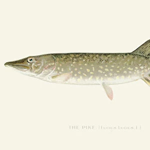 Pike fish illustration 1899