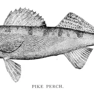 Pike perch engraving 1898 Pike perch engraving 1898