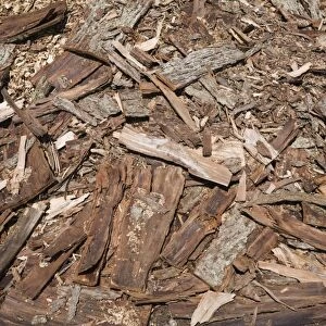Pile of cut cedar tree bark for recycling, Quebec, Canada