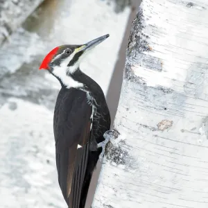 Pileated Woodpecker on birch tree