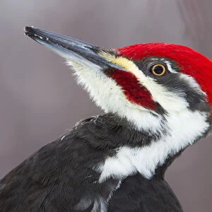 Pileated Woodpecker profile