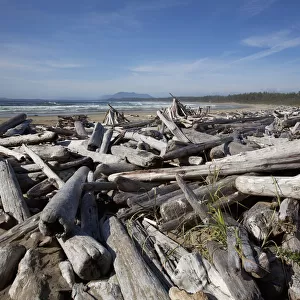 Piles Of Driftwood And Logs At Wickaninnish Beach In Pacific Rim National Park Near Tofino