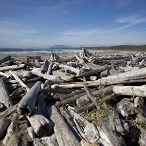 Piles Of Driftwood And Logs At Wickaninnish Beach In Pacific Rim National Park Near Tofino; British Columbia Canada