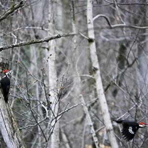 piliated woodpeckers