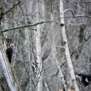 piliated woodpeckers piliated woodpeckers