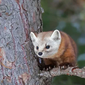 Pine marten