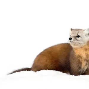 Pine Marten in winter