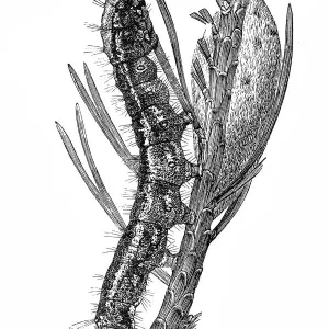 Gastropacha pini Caterpillar Print Gastropacha pini Caterpillar Print